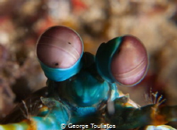 Into my eyes!!! by George Touliatos 